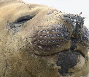 A close up photo of an elephant seal that is moulting