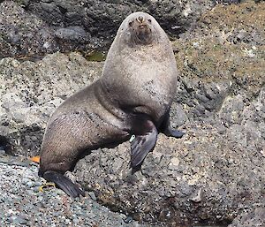 A male Antarctic fur seal, also known as a ‘bull’ seal