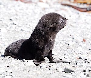 Antarctic fur seal pup