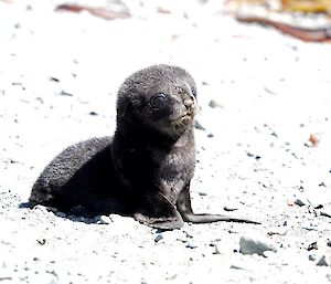 Antarctic fur seal pup in the sunshine
