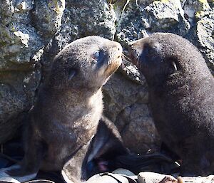 Antarctic fur seal pups checking each other out