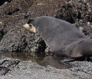 A sub-Antarctic male fur seal.