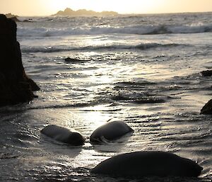 Two weaners in the water at sunset