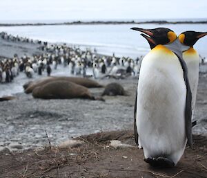 King penguins at Sandy Beach with penguins and elephant seals in background
