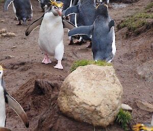 Lots of royal penguins walking on a track