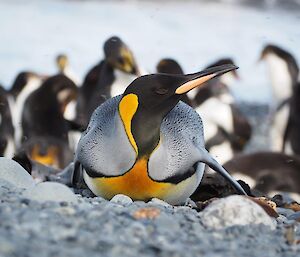 A king penguin lying down on the beach with royals in the background
