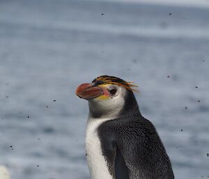 Royal penguin with kelp flies