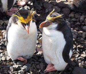 A royal penguin couple sitting together on pebbles.