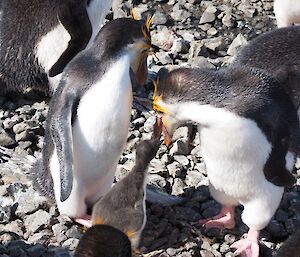 Royal penguin parents feeding their chick