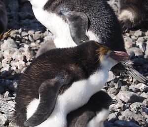 Royal penguin parents with their chicks in the sun