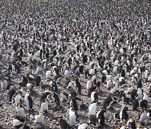 Hundreds of royal penguins on the beach.