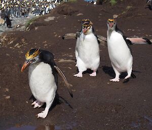 Royal penguins heading back to the colony from the beach