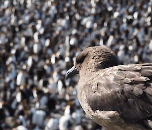 Skua sitting up high watching the royal penguin colony