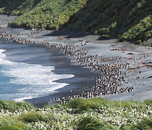 A picture of Sandy Bay which is busy with wildlife