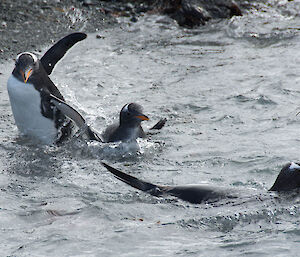 a parent teaching two chicks to swim