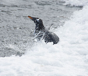 A penguin in the water