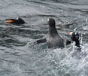 a parent teaching two chicks to swim