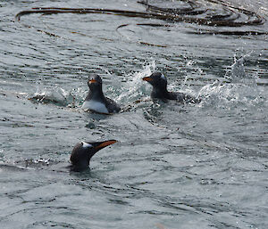 a parent teaching two chicks to swim