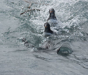 a parent teaching two chicks to swim