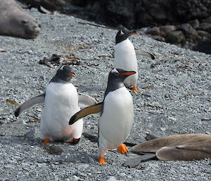 A parent with its two chicks back on land