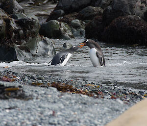 A parent gentoo penguin feeding a chick