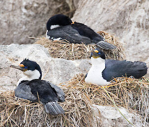 Cormorants on nests
