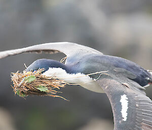 Cormorant in flight with nesting materials