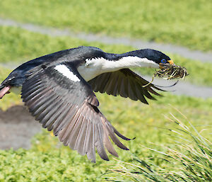 Cormorant in flight with nesting materials