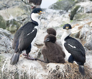 Cormorant parents with chicks