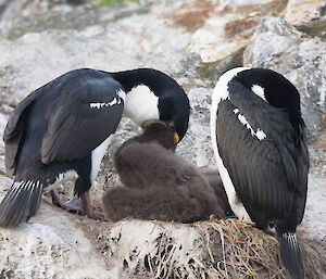 Cormorant parents with chicks