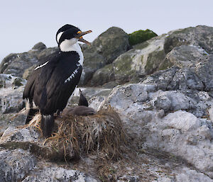 Cormorant parents with chick