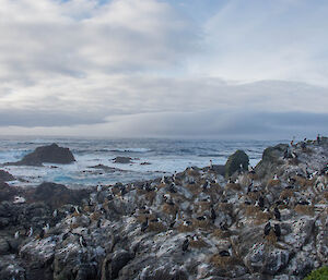 Cormorants nesting all over the rocks