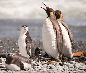 A chinstrap penguin on the beach with an elephant seal, gentoo and some King penguins