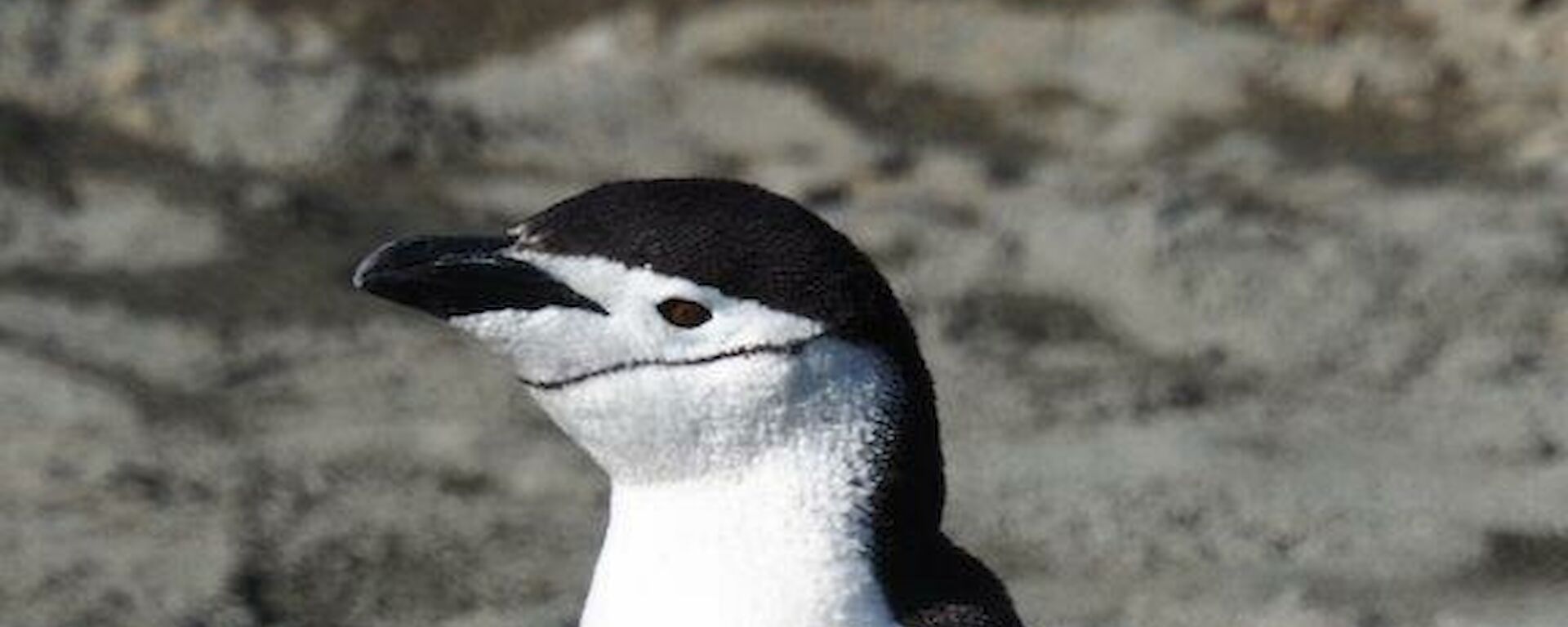 A chinstrap penguin visiting the isthmus. The chinstrap has a distinctive black line that goes from the back of the head around the front of the face