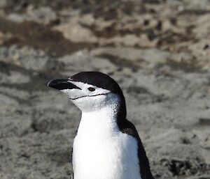 A chinstrap penguin visiting the isthmus. The chinstrap has a distinctive black line that goes from the back of the head around the front of the face