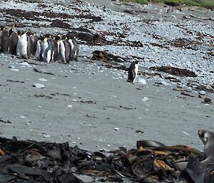 A beach with a fur seal, chinstrap, gentoo and some king penguins