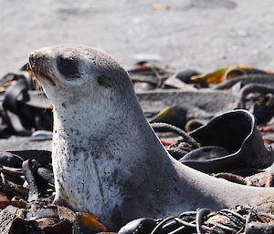 A fur seal lying on the beach enjoying the sun