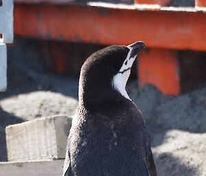 A chinstrap penguin visiting the isthmus