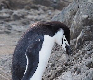 A chinstrap penguin visiting the isthmus, looking at a large pile of dirt
