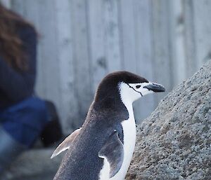 A chinstrap penguin visiting the isthmus climbing a pile of dirt