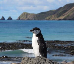 A chinstrap penguin visiting the isthmus at the top of a pile of dirt with water and hills in the background