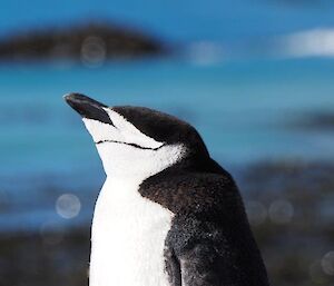 A chinstrap penguin visiting the isthmus at the top of pile of dirt enjoying the sunshine