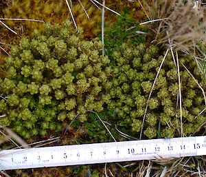 Huperzia with a ruler for scale.