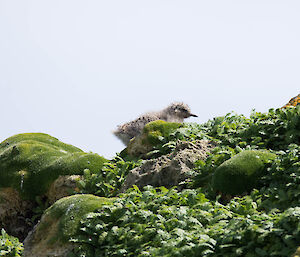 Antarctic tern chick