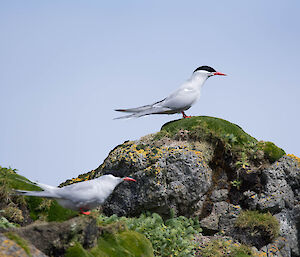 Antarctic terns standing on rockstack.