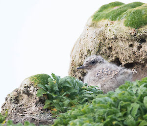 Antarctic tern chick sitting on the nest in amongst the rocks and vegetation