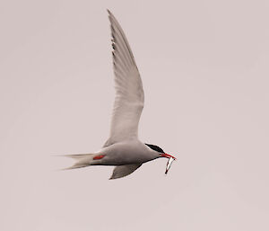 Tern flying with a fish in its beak