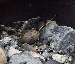An Antarctic tern egg on the beach. Well camouflaged in amongst rocks.