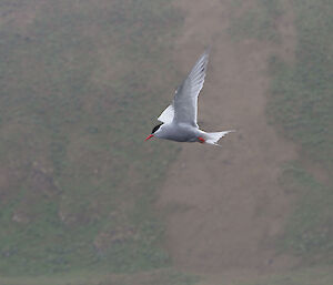 Antarctic tern flying