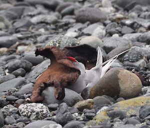 Antarctic tern on the nest in among rocks and dried seaweed on the beach